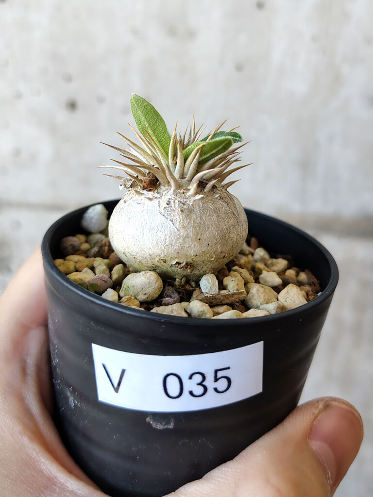 【現品限り】パキポディウム・エニグマチカム【V35】 Pachypodium enigmaticum