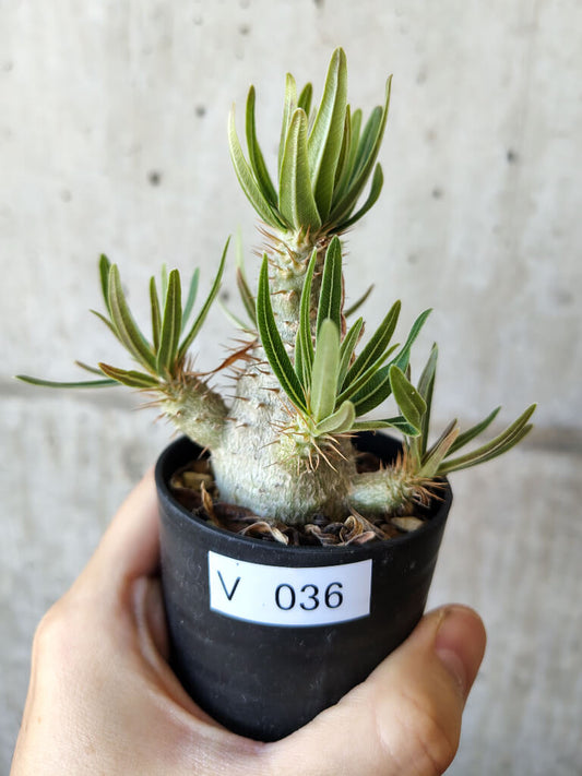 【現品限り】パキポディウム・グラキリス 実生【V36】 Pachypodium gracilius