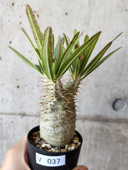 【現品限り】パキポディウム・グラキリス 実生【V37】 Pachypodium gracilius