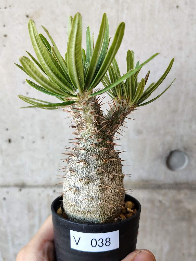 【現品限り】パキポディウム・グラキリス 実生【V38】 Pachypodium gracilius