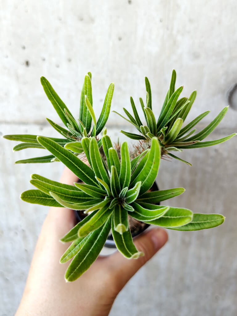 現品限り】パキポディウム・グラキリス 実生【V38】 Pachypodium