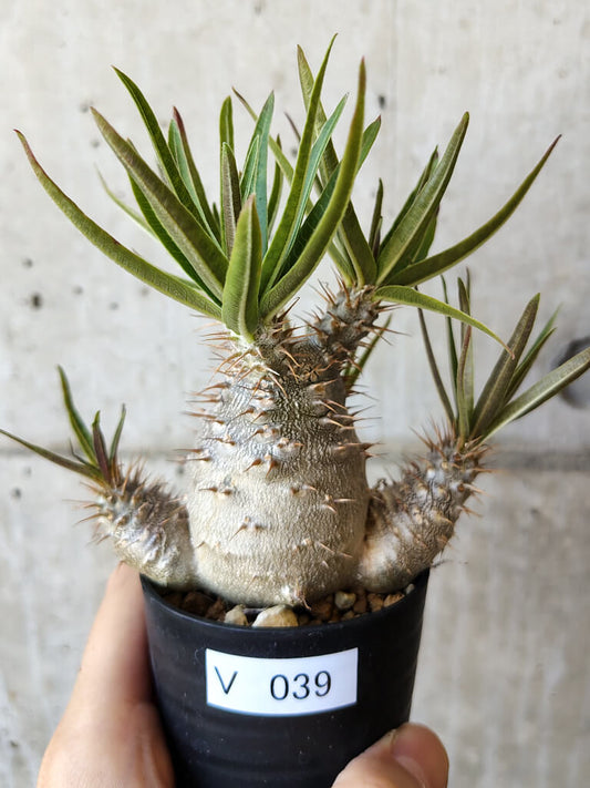 【現品限り】パキポディウム・グラキリス 実生【V39】 Pachypodium gracilius