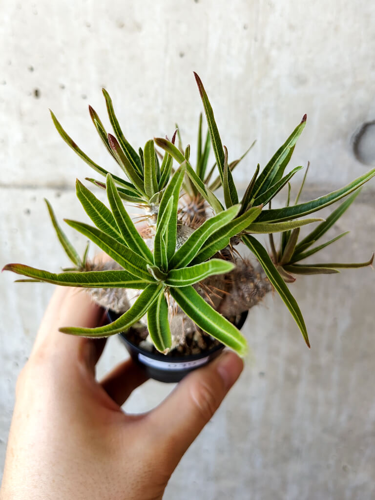 現品限り】パキポディウム・グラキリス 実生【V39】 Pachypodium