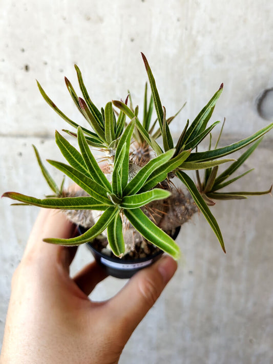 【現品限り】パキポディウム・グラキリス 実生【V39】 Pachypodium gracilius