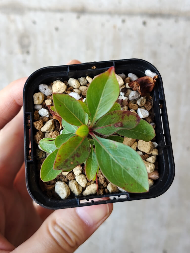 【現品限り】フォークイエリア・ファシクラータ【V3】 Fouquieria fasciculata