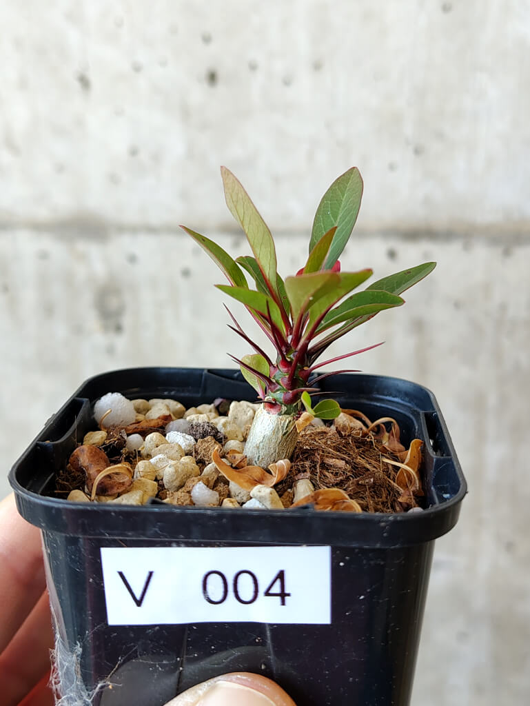 【現品限り】フォークイエリア・ファシクラータ【V4】 Fouquieria fasciculata