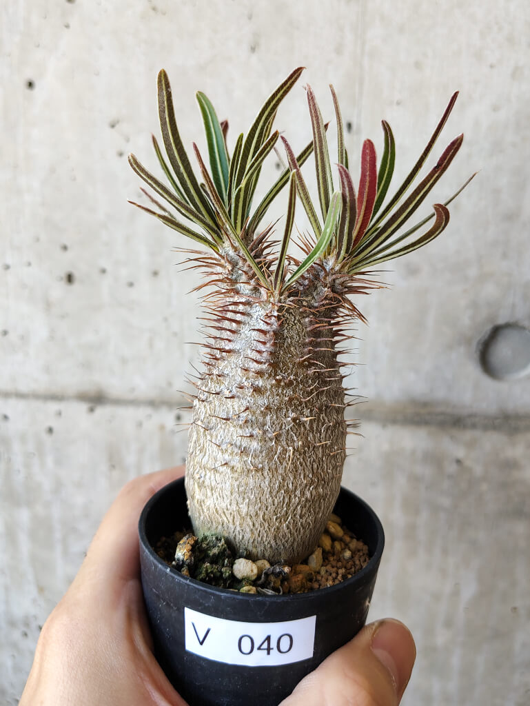 【現品限り】パキポディウム・グラキリス 実生【V40】 Pachypodium gracilius