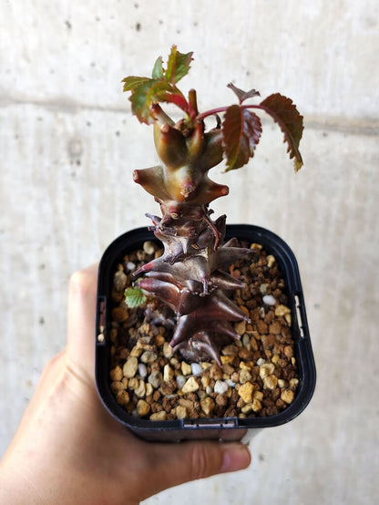 【現品限り】ベイセリア・メキシカーナ 大株【V41】 Beiselia mexicana