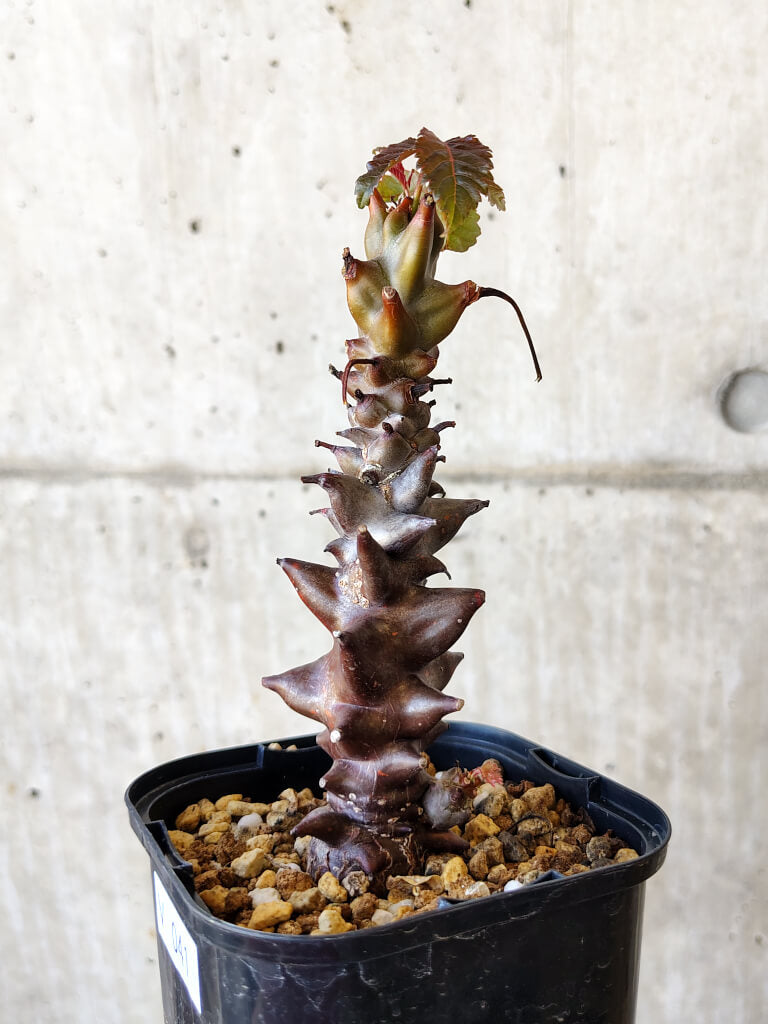 【現品限り】ベイセリア・メキシカーナ 大株【V41】 Beiselia mexicana