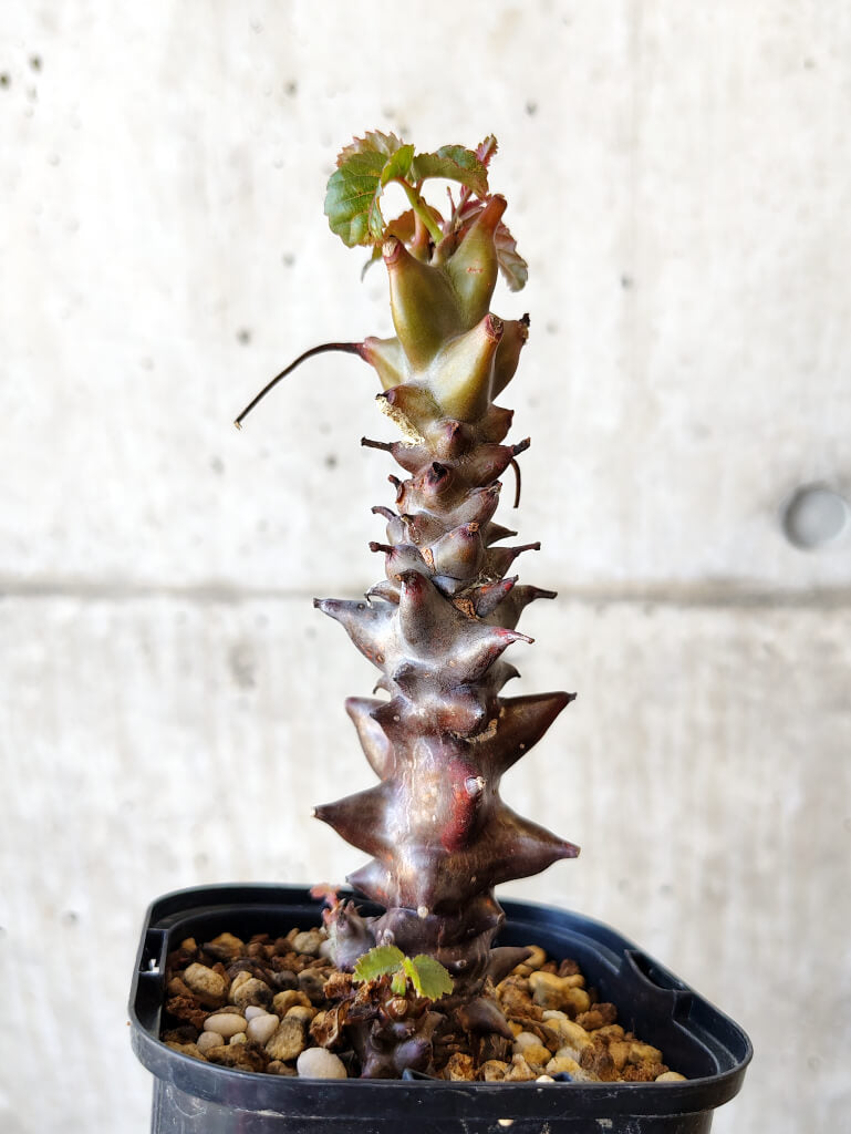 【現品限り】ベイセリア・メキシカーナ 大株【V41】 Beiselia mexicana