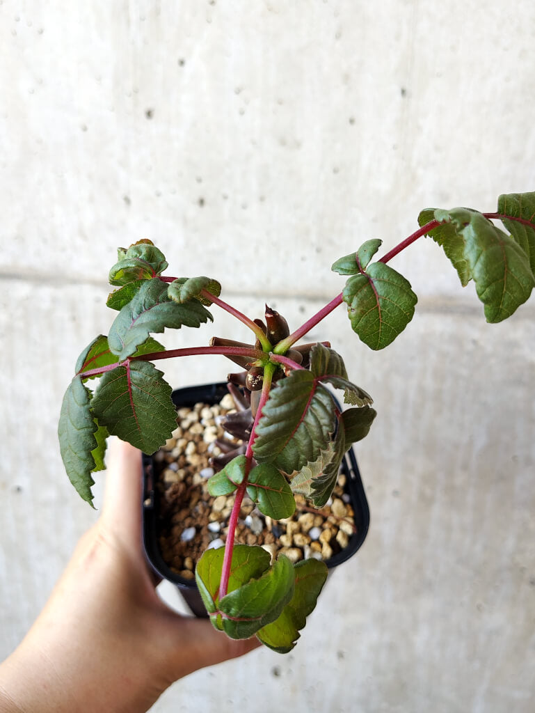 【現品限り】ベイセリア・メキシカーナ 大株【V42】 Beiselia mexicana