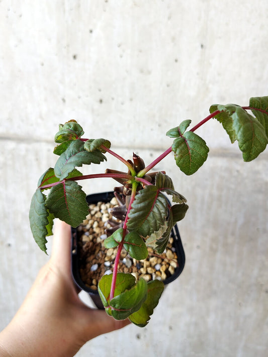 【現品限り】ベイセリア・メキシカーナ 大株【V42】 Beiselia mexicana