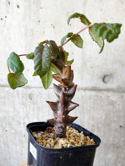 【現品限り】ベイセリア・メキシカーナ 大株【V42】 Beiselia mexicana