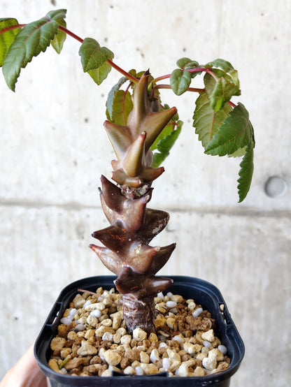 【現品限り】ベイセリア・メキシカーナ 大株【V42】 Beiselia mexicana