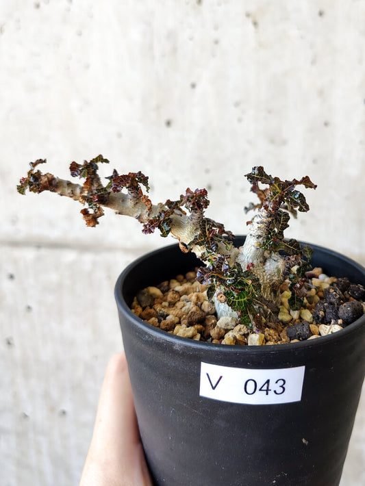 【現品限り】ボスウェリア・ナナ 大株【V43】 Boswellia nana