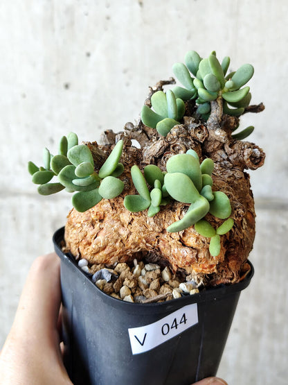 【現品限り】ケラリア・ピグマエア 現地株 約1年管理【V44】 Ceraria pygmae