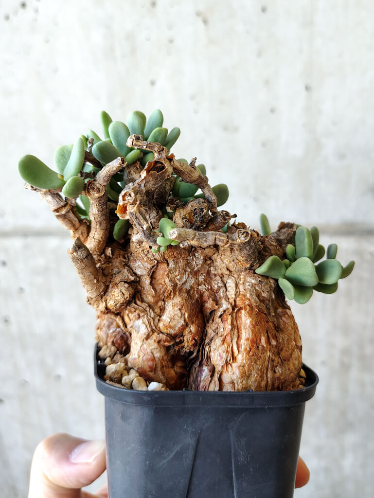 【現品限り】ケラリア・ピグマエア 現地株 約1年管理【V44】 Ceraria pygmae