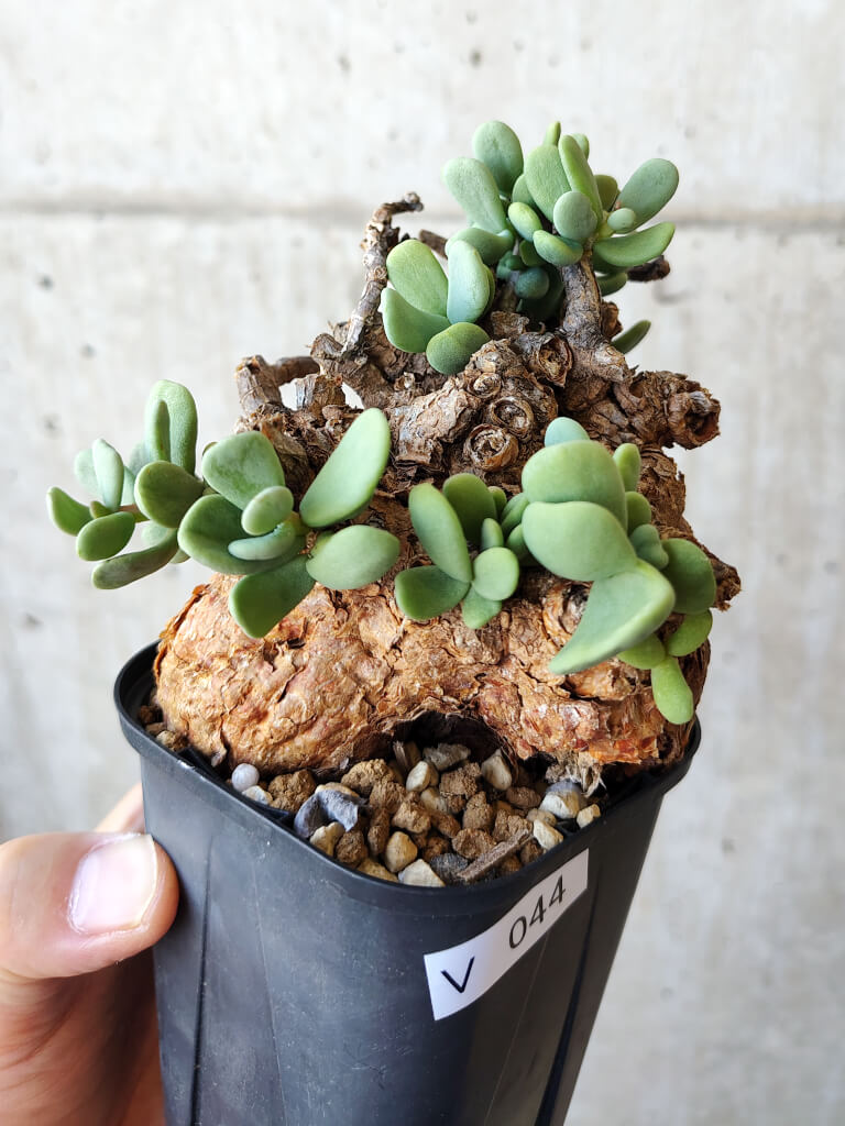 【現品限り】ケラリア・ピグマエア 現地株 約1年管理【V44】 Ceraria pygmae