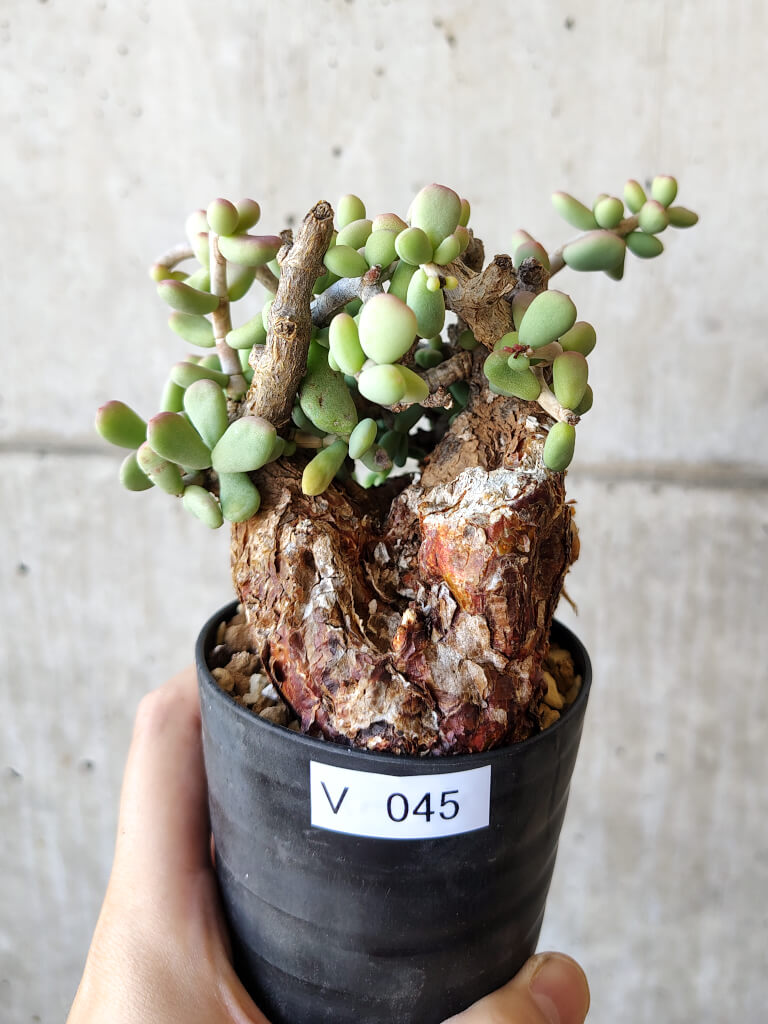 【現品限り】ケラリア・ピグマエア 現地株 約1年管理【V45】 Ceraria pygmae