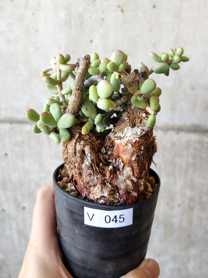 【現品限り】ケラリア・ピグマエア 現地株 約1年管理【V45】 Ceraria pygmae