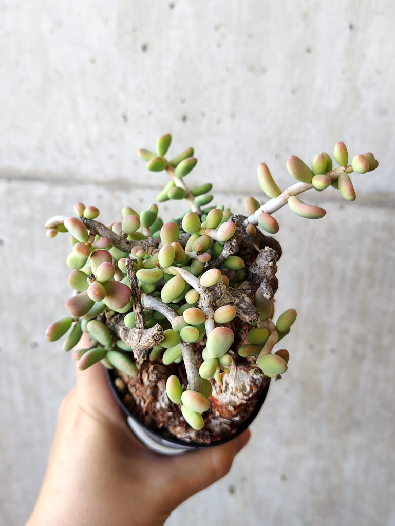 【現品限り】ケラリア・ピグマエア 現地株 約1年管理【V45】 Ceraria pygmae