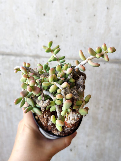 【現品限り】ケラリア・ピグマエア 現地株 約1年管理【V45】 Ceraria pygmae