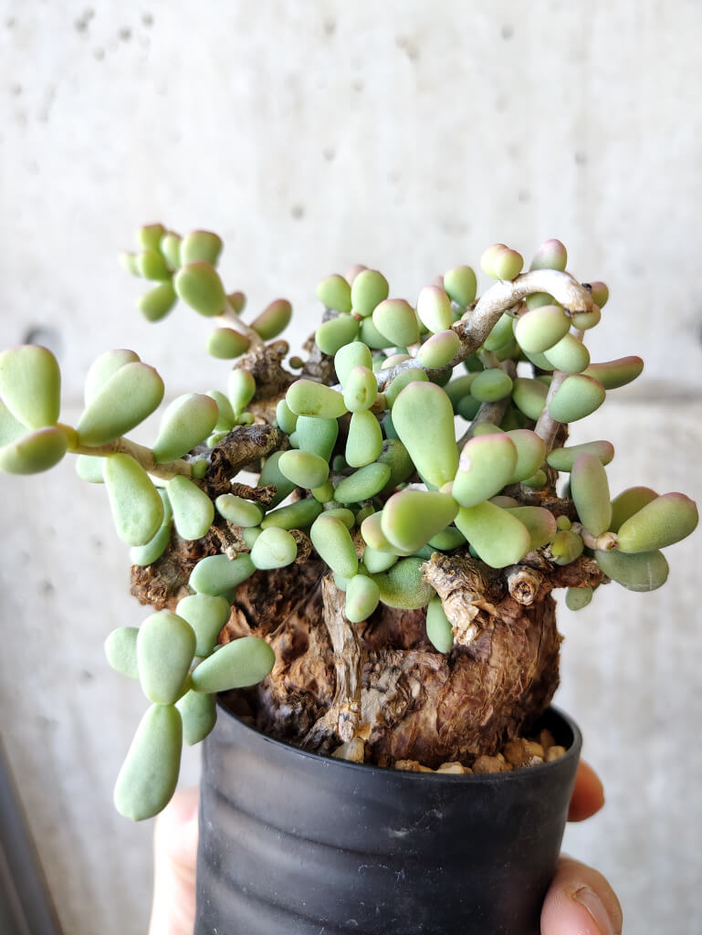 【現品限り】ケラリア・ピグマエア 現地株 約1年管理【V45】 Ceraria pygmae