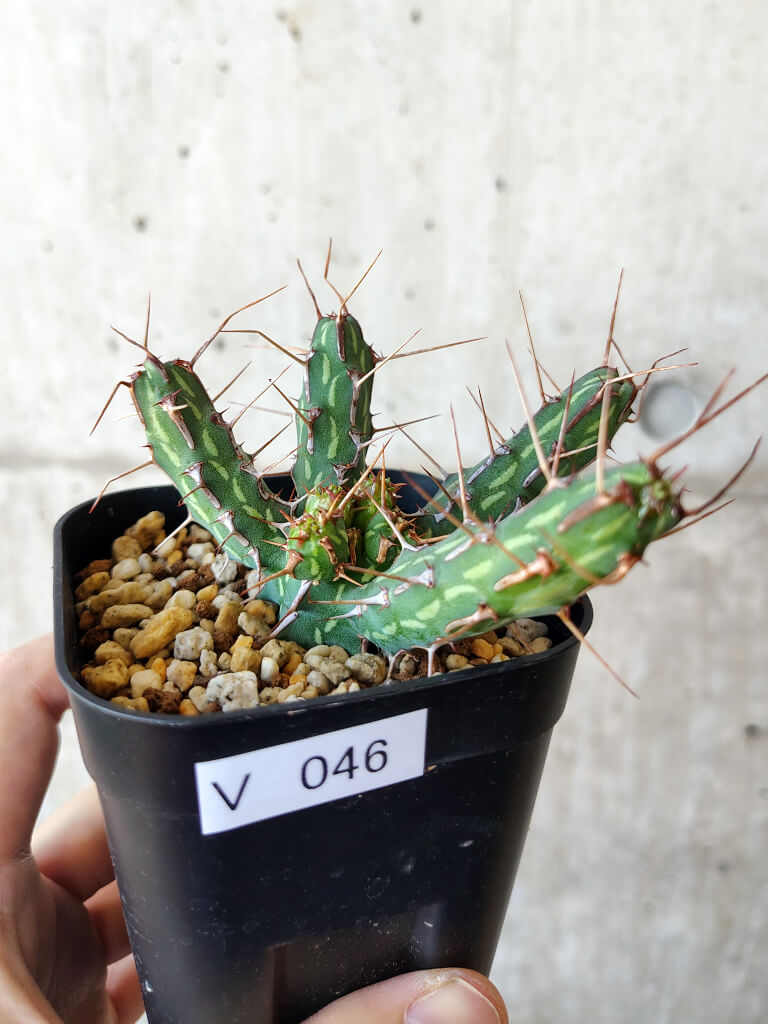 現品限り】ユーフォルビア・カリサナ【V46】 Euphorbia kalisana 塊根