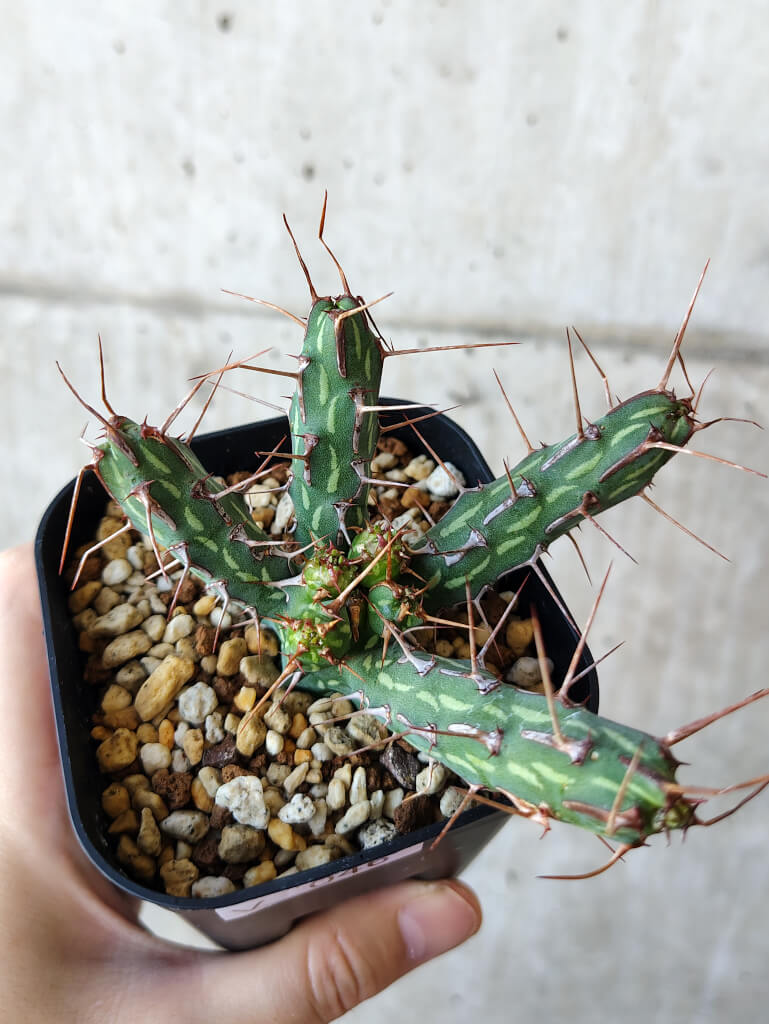 現品限り】ユーフォルビア・カリサナ【V46】 Euphorbia kalisana 塊根