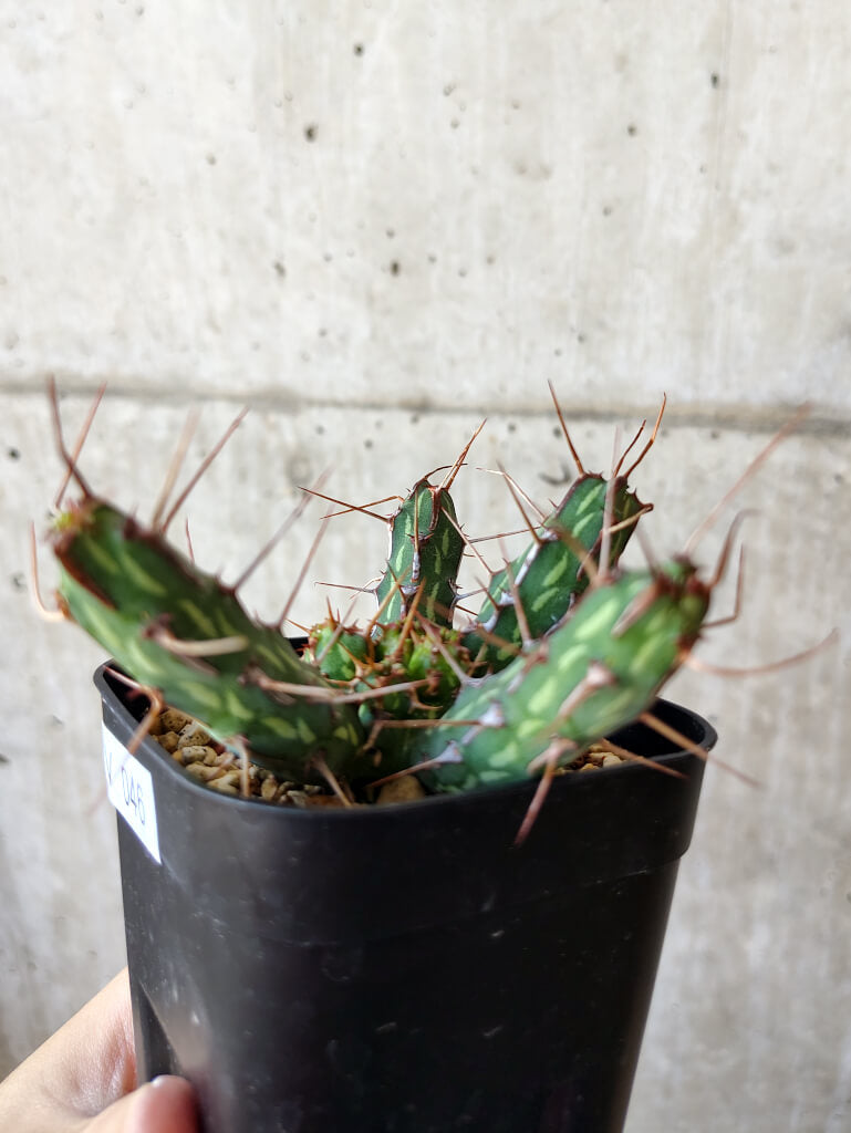 現品限り】ユーフォルビア・カリサナ【V46】 Euphorbia kalisana 塊根