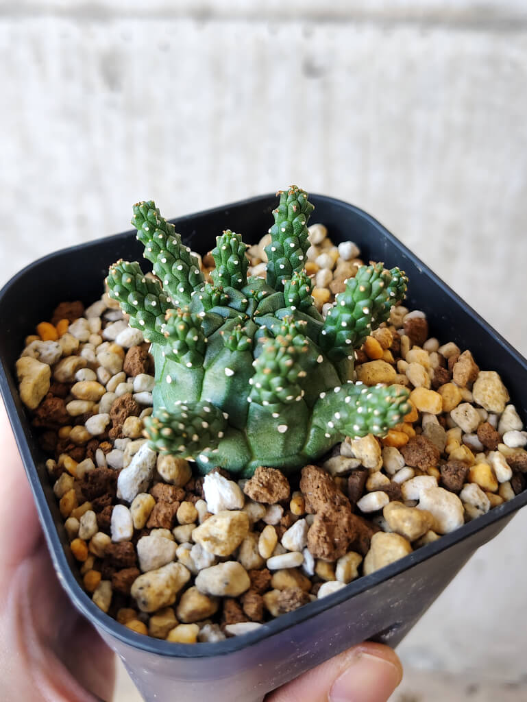 【現品限り】ユーフォルビア・ガムケンシス【V47】 Euphorbia gamkensis