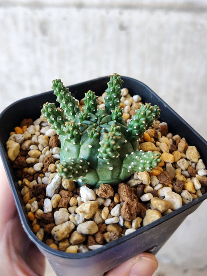 【現品限り】ユーフォルビア・ガムケンシス【V47】 Euphorbia gamkensis