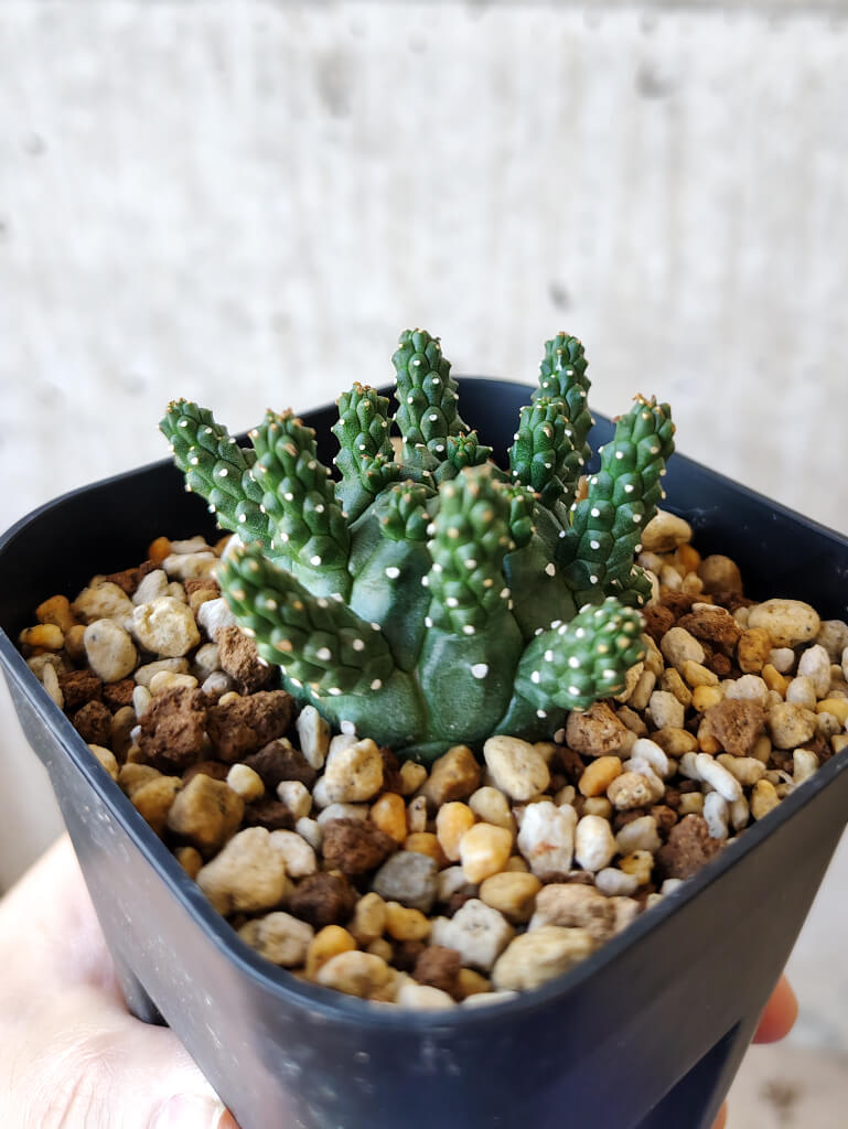 【現品限り】ユーフォルビア・ガムケンシス【V47】 Euphorbia gamkensis