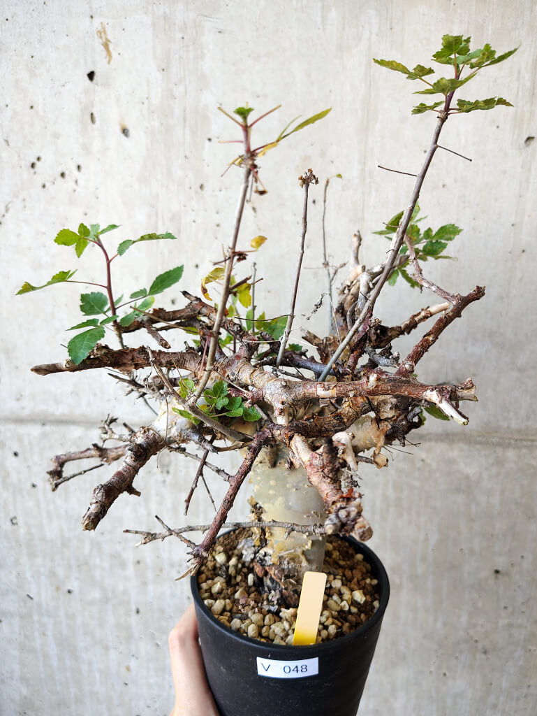 【現品限り】コミフォラ・カタフ ターカネンシス 現地株 発根済み 約10ヶ月管理【V48】 Commiphora kataf turkanensis