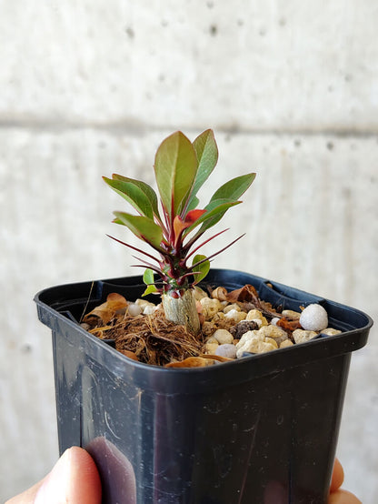 【現品限り】フォークイエリア・ファシクラータ【V4】 Fouquieria fasciculata