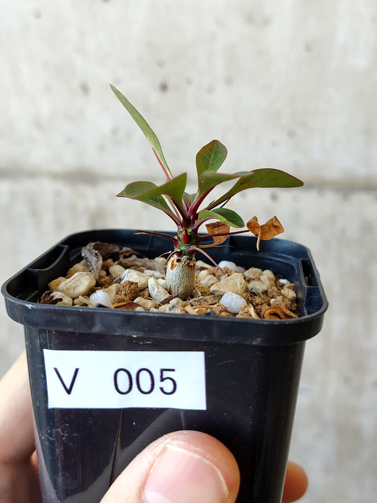 【現品限り】フォークイエリア・ファシクラータ【V5】 Fouquieria fasciculata