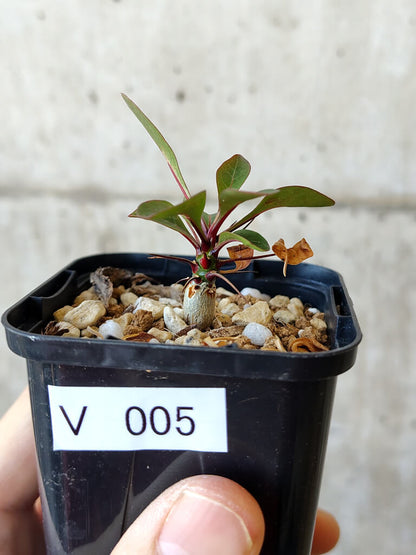 【現品限り】フォークイエリア・ファシクラータ【V5】 Fouquieria fasciculata