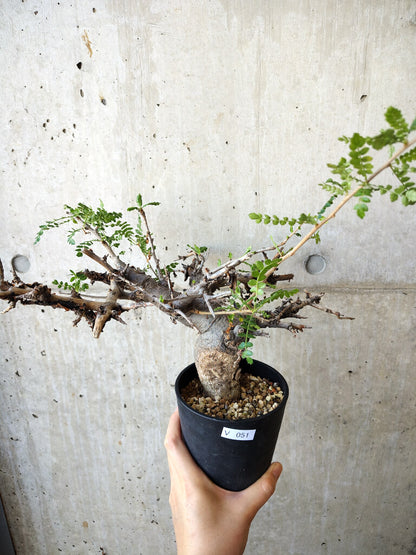 【現品限り】ボスウェリア・ネグレクタ 現地株 発根済み 長期管理【V51】 Boswellia neglecta