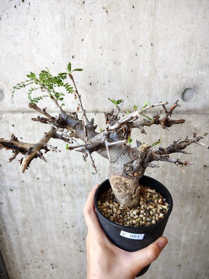 【現品限り】ボスウェリア・ネグレクタ 現地株 発根済み 長期管理【V51】 Boswellia neglecta