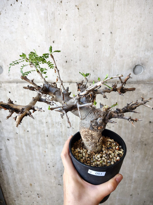 【現品限り】ボスウェリア・ネグレクタ 現地株 発根済み 長期管理【V51】 Boswellia neglecta