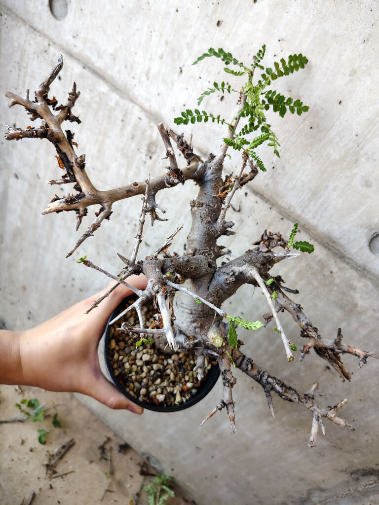 【現品限り】ボスウェリア・ネグレクタ 現地株 発根済み 長期管理【V51】 Boswellia neglecta