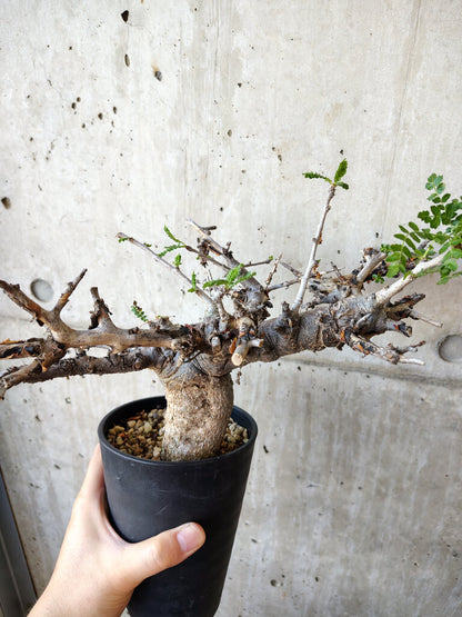 【現品限り】ボスウェリア・ネグレクタ 現地株 発根済み 長期管理【V51】 Boswellia neglecta