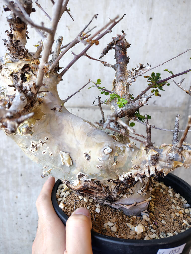 【現品限り】コミフォラ・カタフ ターカネンシス 発根済み 2年以上管理【V52】 Commiphora kataf turkanensis