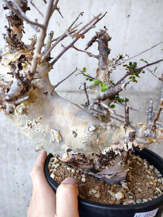 【現品限り】コミフォラ・カタフ ターカネンシス 発根済み 2年以上管理【V52】 Commiphora kataf turkanensis