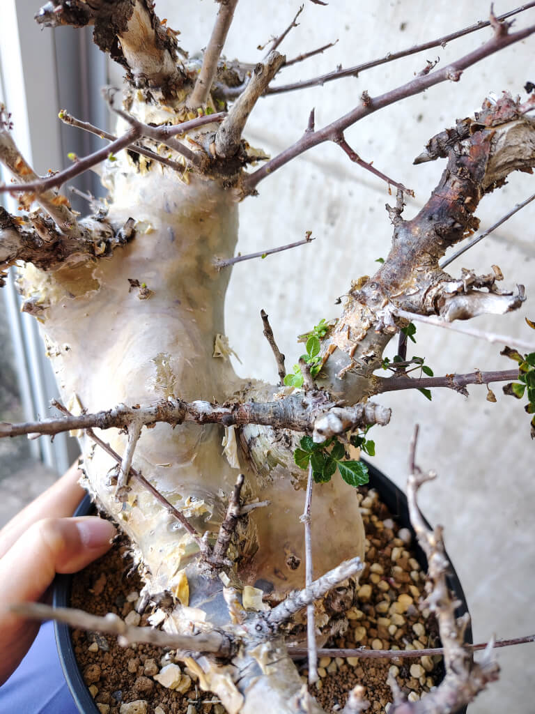 【現品限り】コミフォラ・カタフ ターカネンシス 発根済み 2年以上管理【V52】 Commiphora kataf turkanensis
