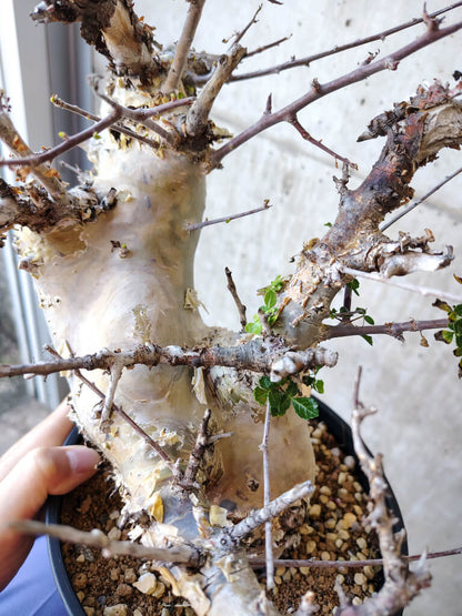 【現品限り】コミフォラ・カタフ ターカネンシス 発根済み 2年以上管理【V52】 Commiphora kataf turkanensis