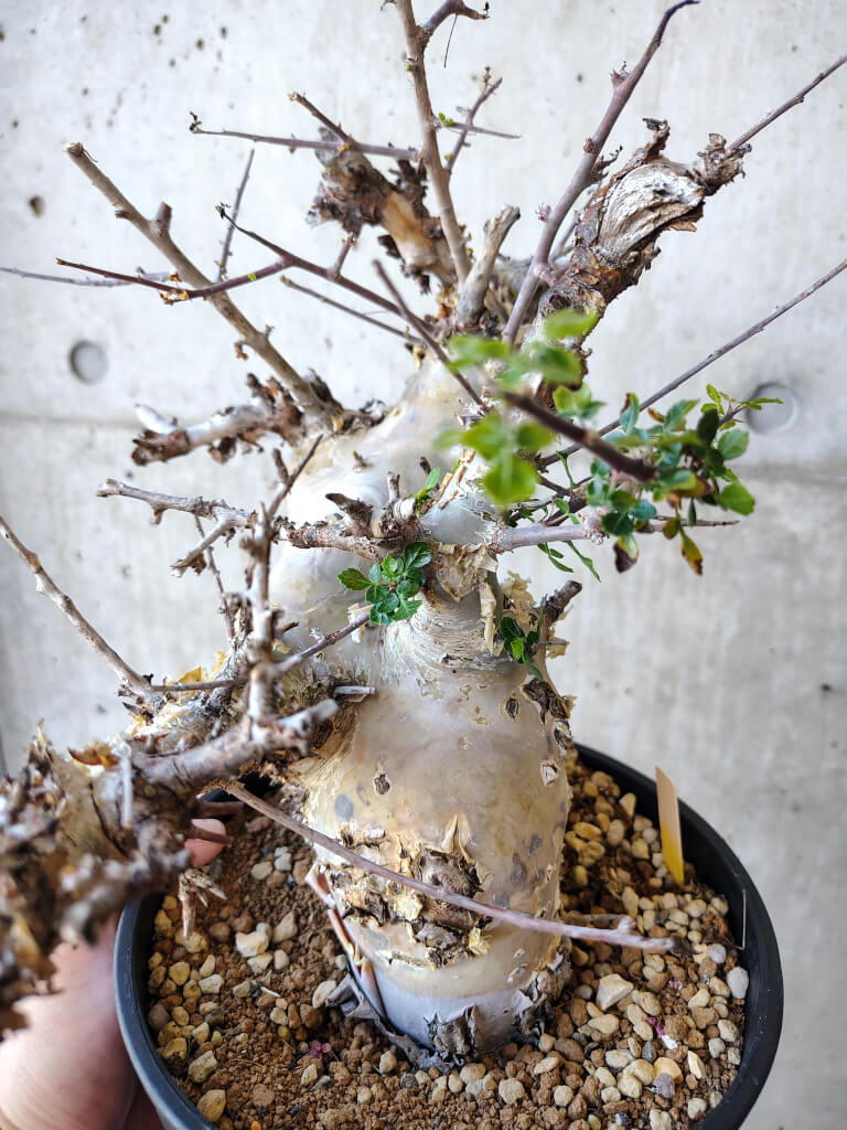【現品限り】コミフォラ・カタフ ターカネンシス 発根済み 2年以上管理【V52】 Commiphora kataf turkanensis