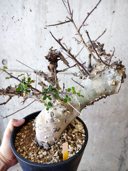 【現品限り】コミフォラ・カタフ ターカネンシス 発根済み 2年以上管理【V52】 Commiphora kataf turkanensis