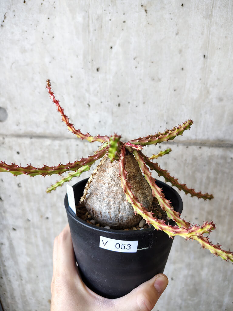 【現品限り】ユーフォルビア・デシドゥア 現地株 発根済み 長期管理【V53】 Euphorbia decidua