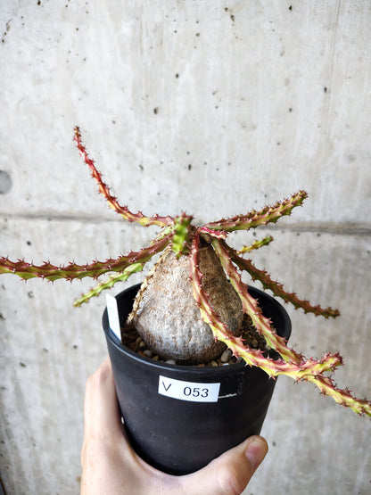 【現品限り】ユーフォルビア・デシドゥア 現地株 発根済み 長期管理【V53】 Euphorbia decidua